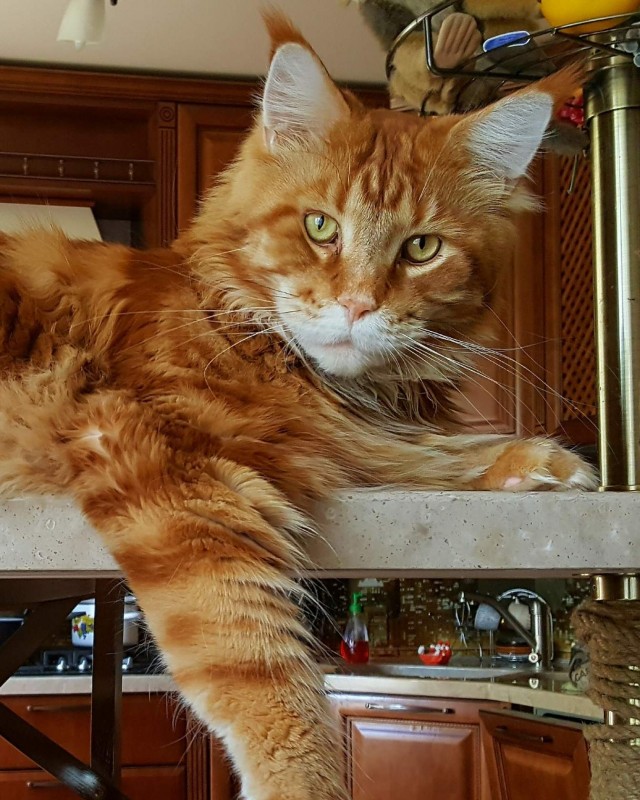 Человеку нужен кот). К котовторнику посвящается!