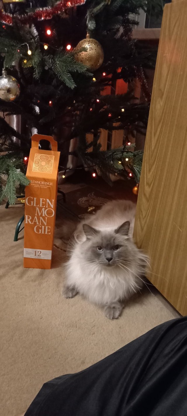 К котовторнику. Наш любимый плед.