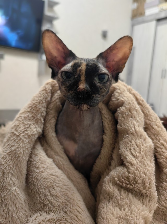 В защиту кошек породы Сфинкс канадский...