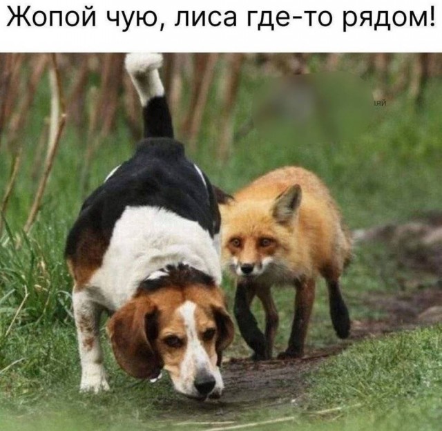 Картиночки, баянчики 10 апреля