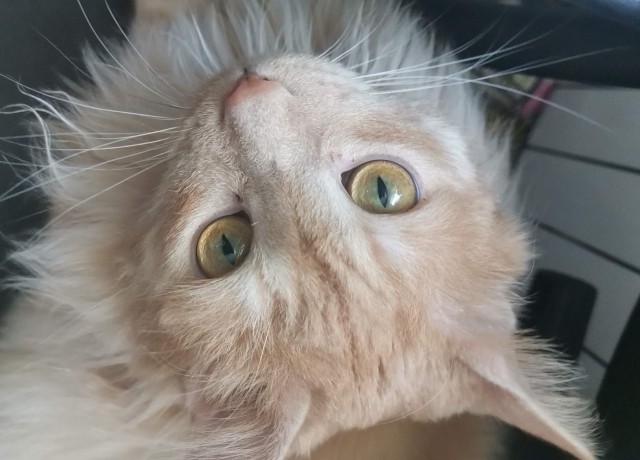 Крымский котик⁠