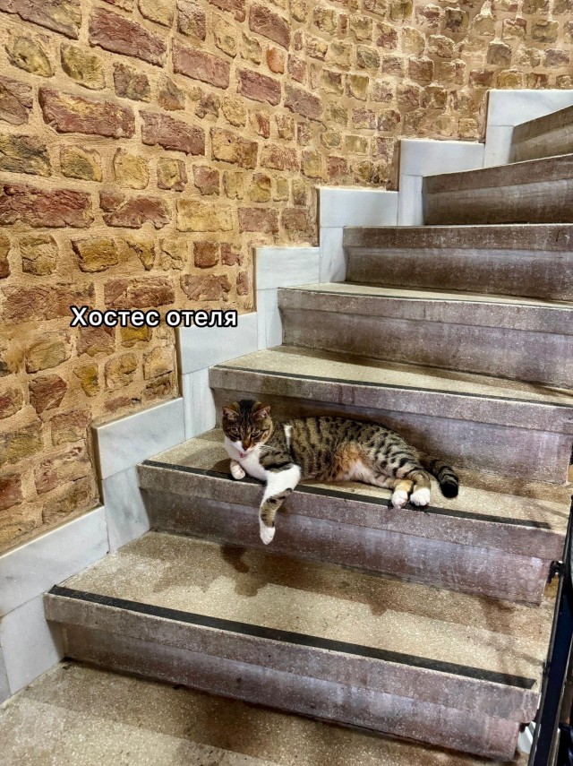 На котах держится вся экономика Турции