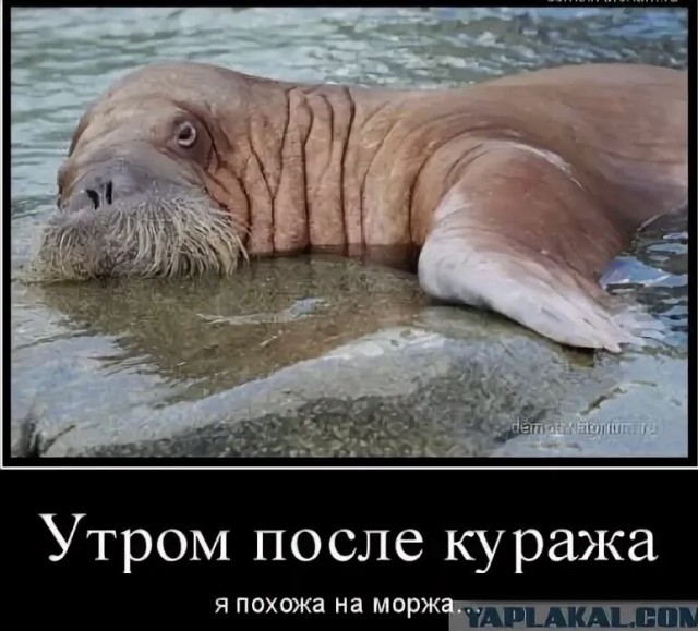 Станцевала с моржом