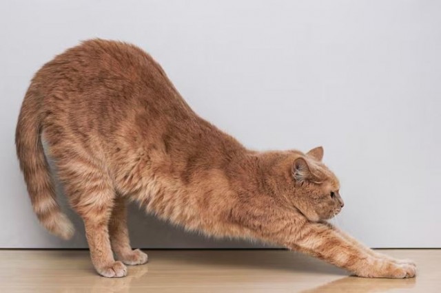 Котовое