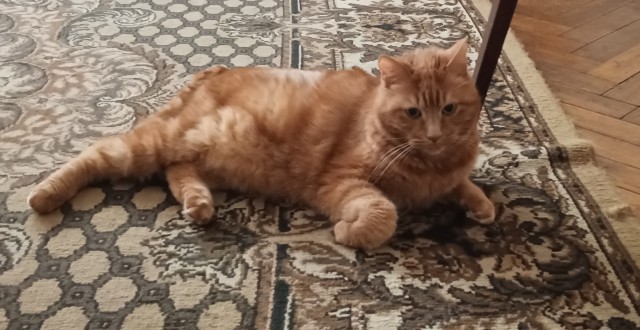 Фотки красивого кота.