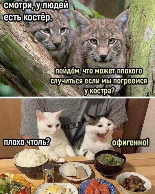Картинки для деградации 267 (разной степени свежести)