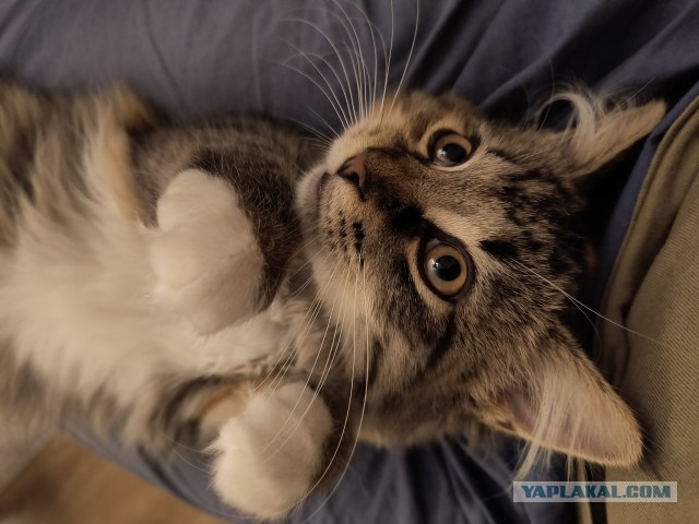 Очередной котовторник