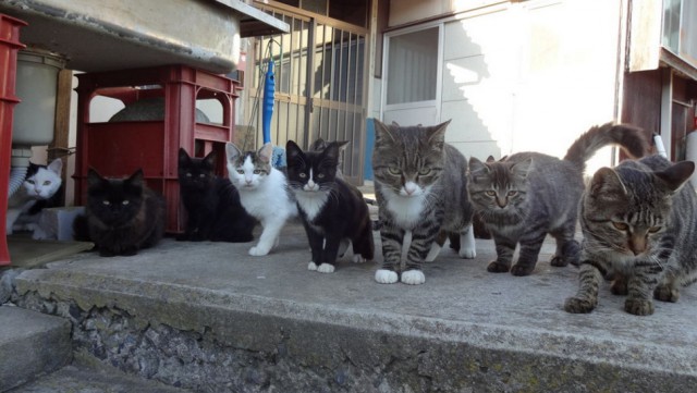 Двумя островами в Японии правят кошки