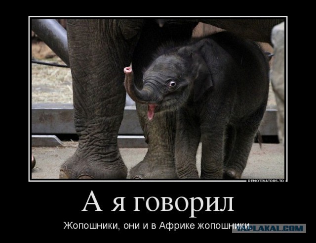 Прямая трансляция пресс-конференции!