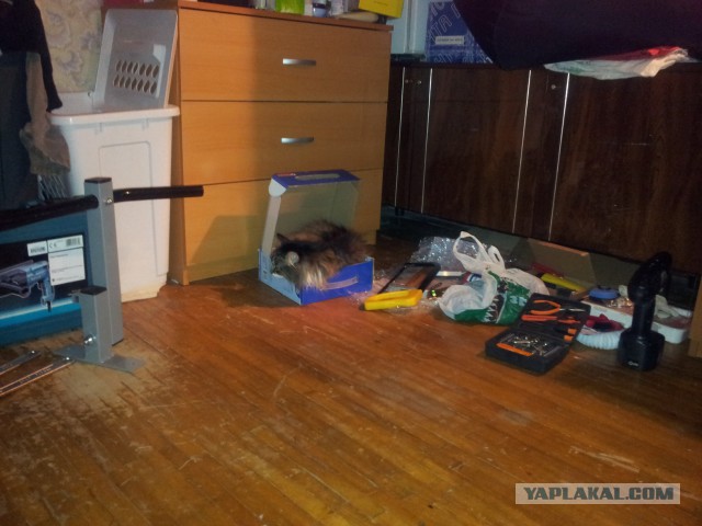 Котовторник 04.03.2014