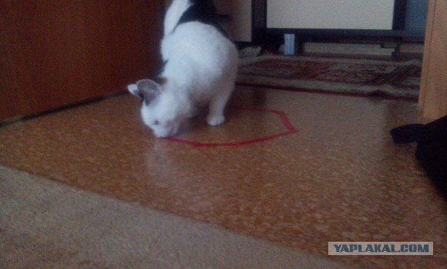 15 удивительных фактов о животных