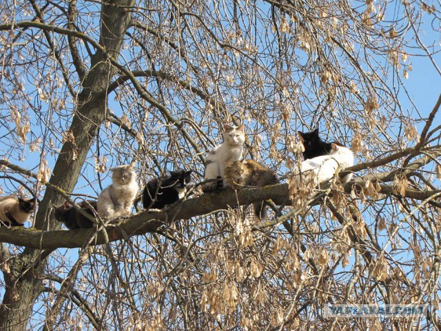 Котовторник 31.03.2015