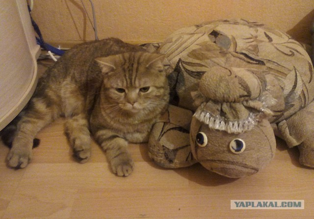 Котовторник   02.06.2015