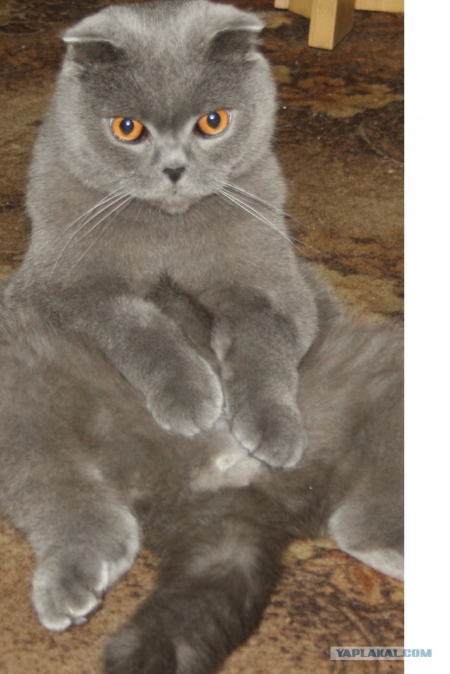 Пост невероятной кошачьей красоты. 25 фот.