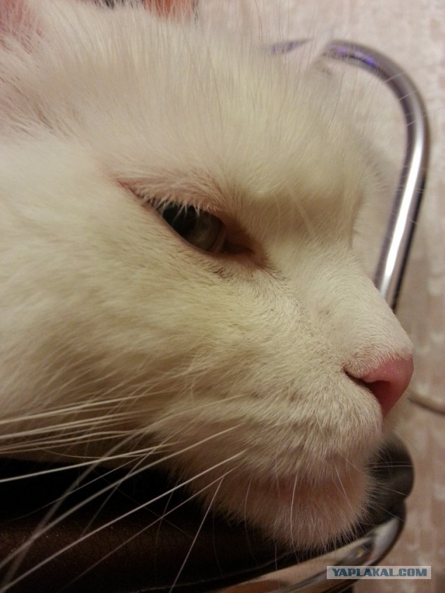 У меня кот дебил
