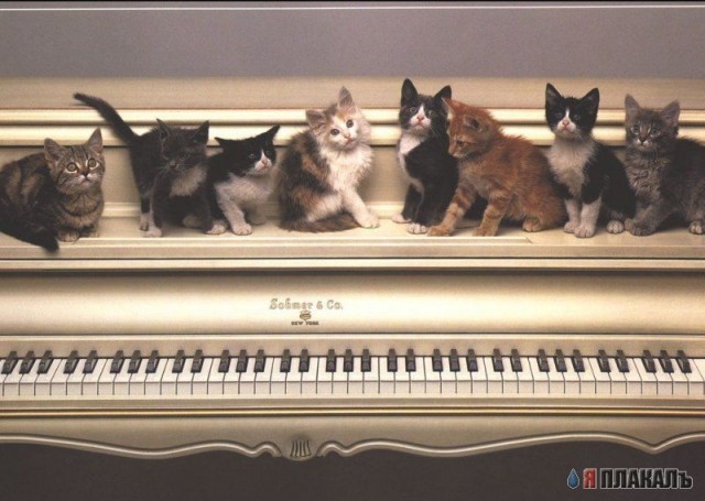 Коты, кошки, котята