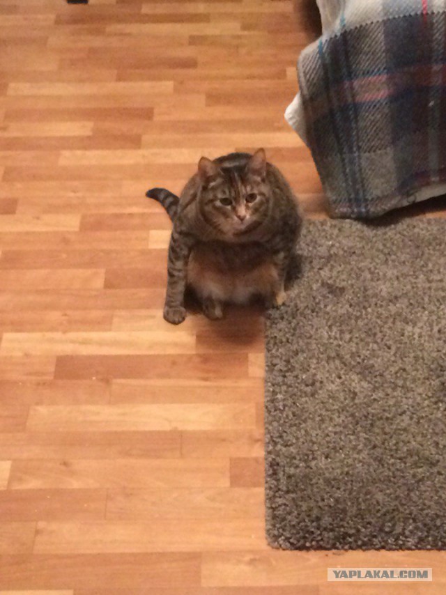 Кот с очень необычной способностью.