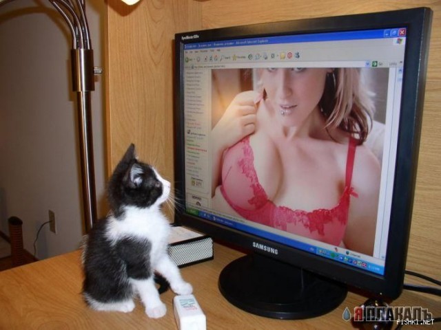 Коты, кошки, котята