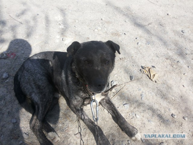 Второе спасение Жопика