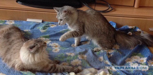 Кото-вторник 24 Мая 2016го :)