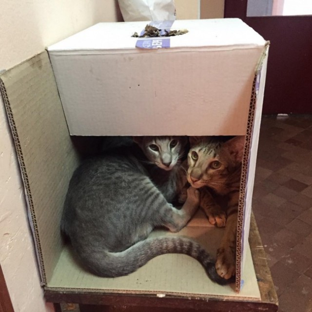 Когда два кота