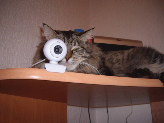 Котовторник на ЯПе (29.01)