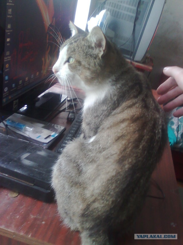 Котовторник 15.11.2016
