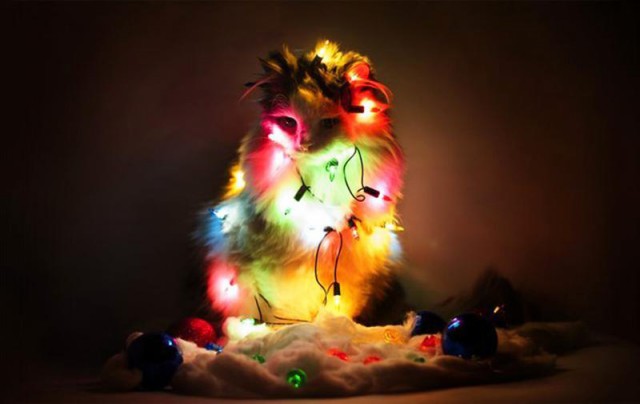 Коты из сети