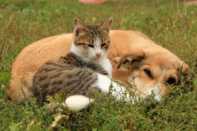 Коты из сети