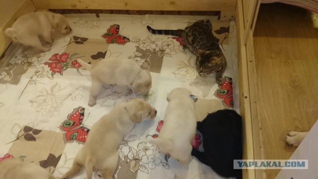 Котовторник  14.02.2017
