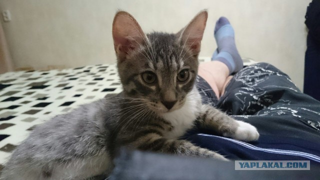 Котовторник 07.03.2017