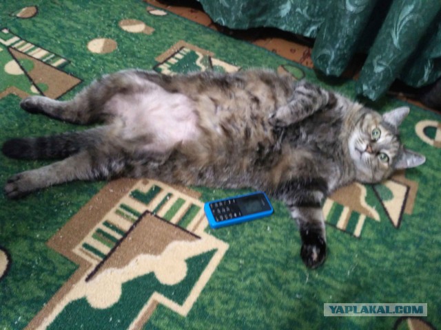 Помыла кота