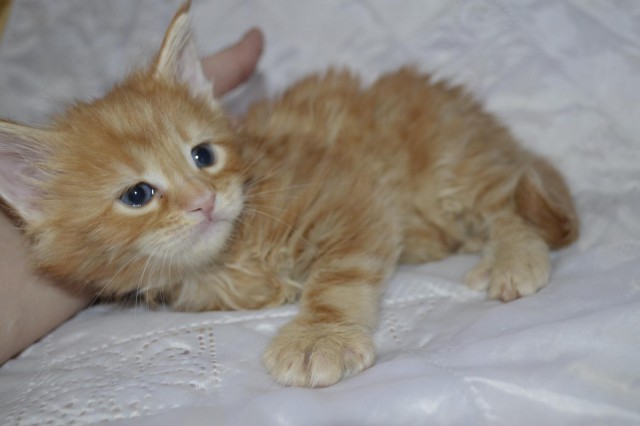 Коты и Кошки