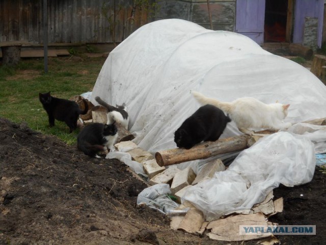 Жизнь домашнего приюта для котеек 162