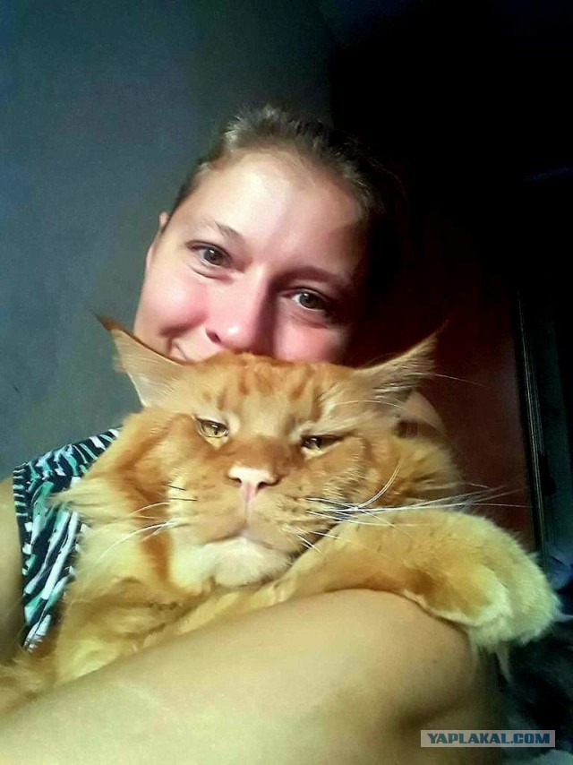Джокер и его семья