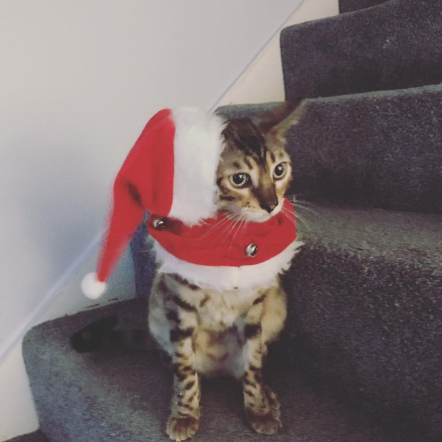 Котовторник!