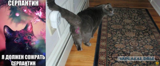 Пума и новогодняя елка