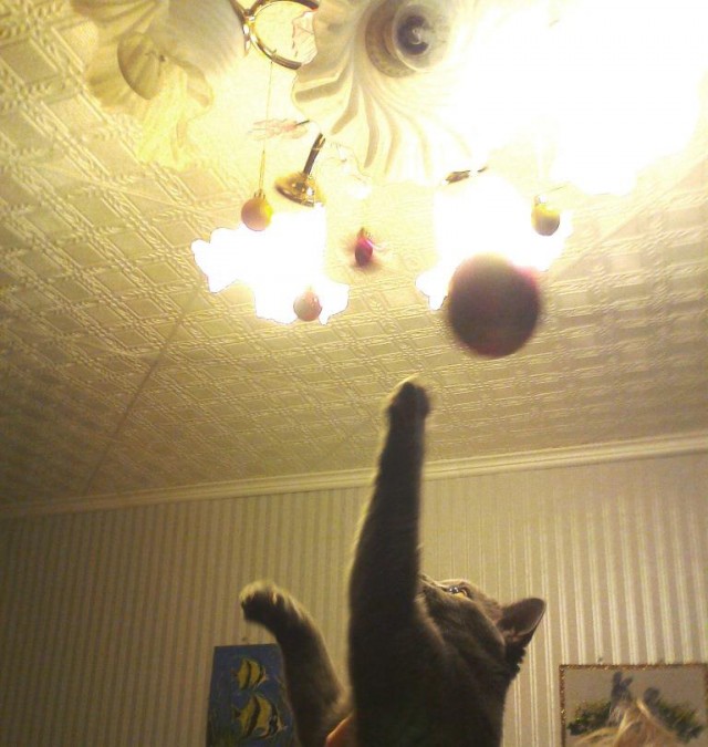 Котовторник 9.01.2018