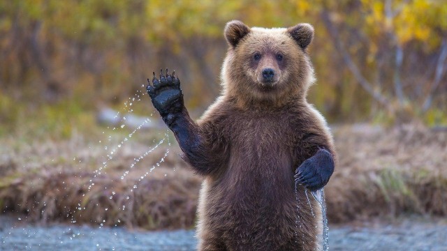 Живность из сети