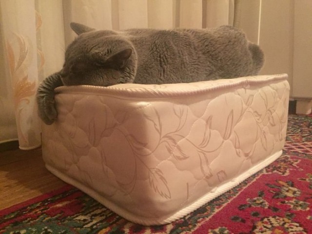Прикольных котов пост