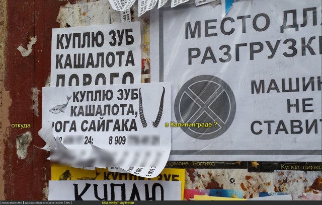 В реконструкции моста за 1 млрд рублей в Калининграде использовались горшки
