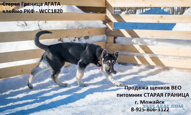 Щенки ВЕО (РКФ)
