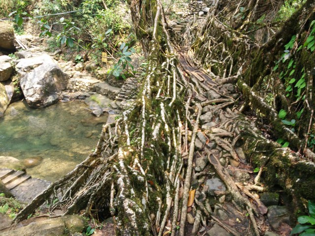 К живым мостам и обратно. Заметки из Индии