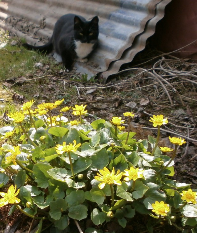 Котовторник  01.05.2018