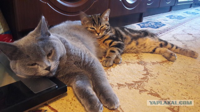 Котовторник 05.06.2018