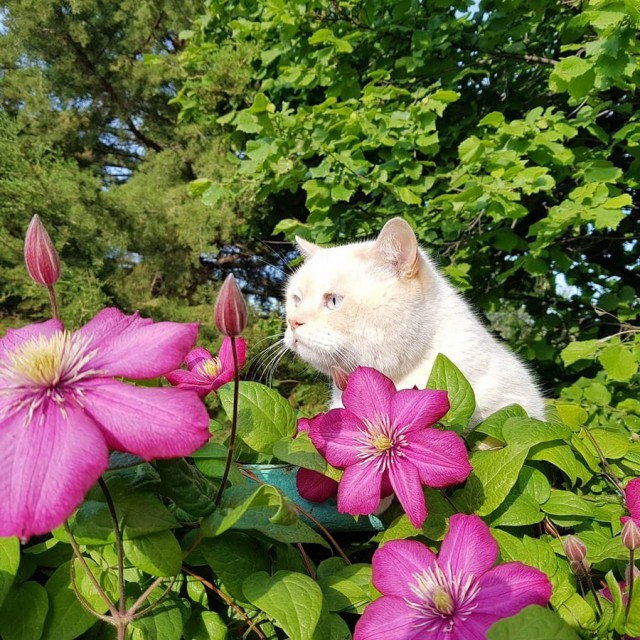 Прикольных котов пост