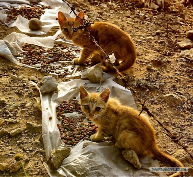 Ура, котовторник! (01.07.2008)