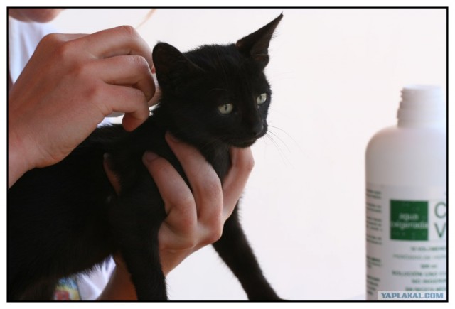 Котовторник на ЯПлакалъ (15.07.2008)