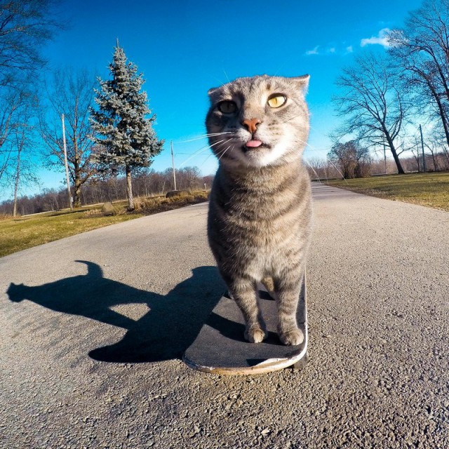 Прикольных котов пост
