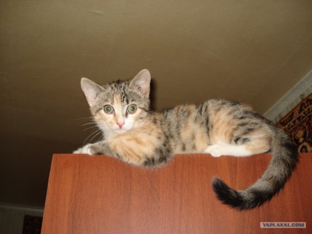 Котовторник - С праздником, котоводы!